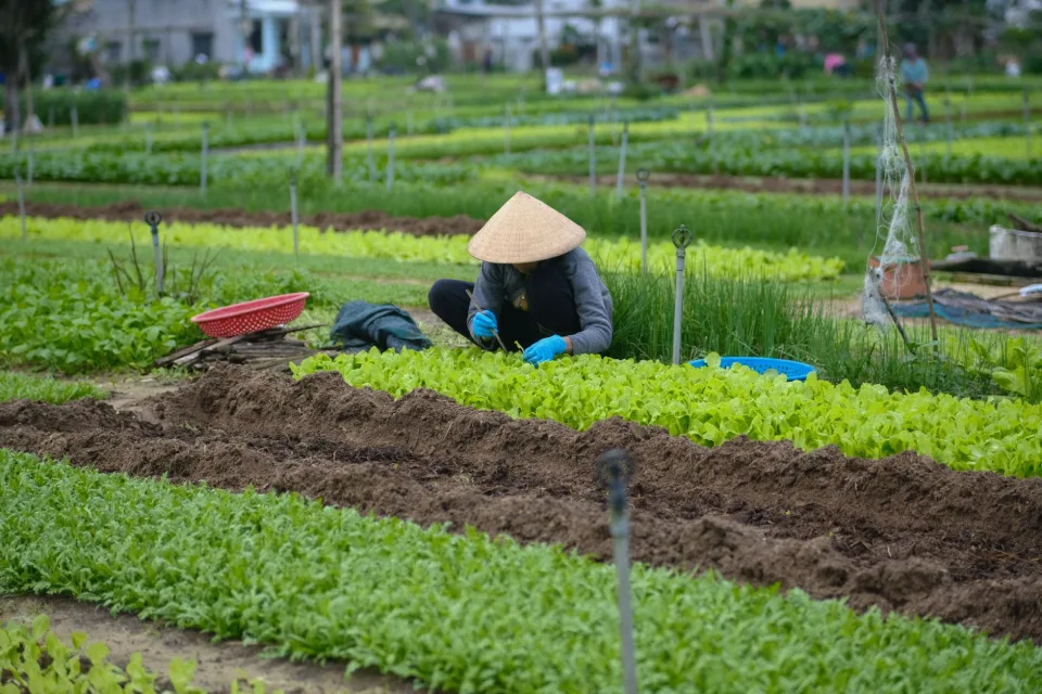 Giỏ trái cây theo mùa
