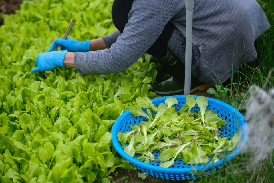 Giỏ nông sản tươi — chọn loại theo nhu cầu