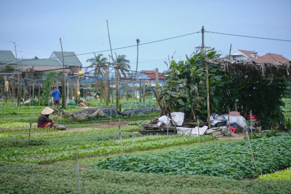 Mật ong rừng đóng chai