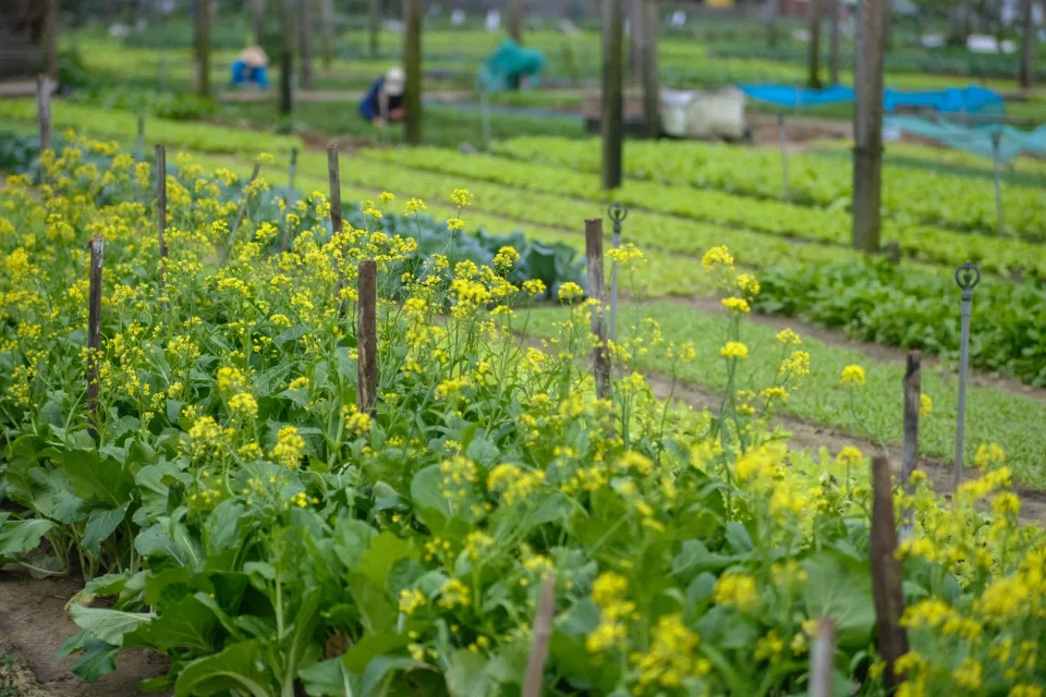 Nông sản nên thử khi ghé vườn
