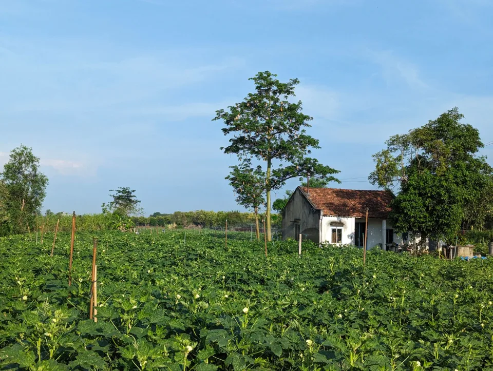 Nông sản nên thử khi ghé vườn